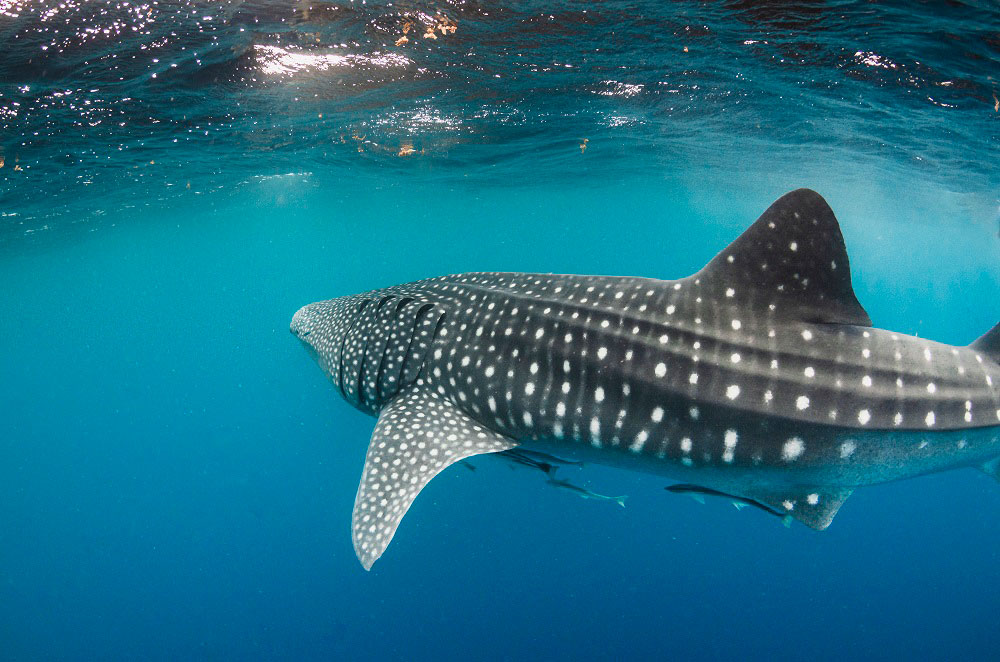 Whale-shark Regular Tour (Only season)