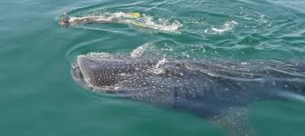 Whale-Shark Private Tour (Only Season )